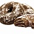 Пряники фас.Королевское кольцо (Любимые) 350гр*16шт сырцовые глазированные ( Мишка в малиннике)
