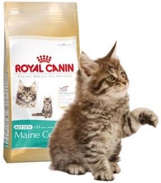 Royal Canin Киттен Мэйн кун 0,4кг*12шт (25580040R0)